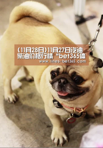 (11月28日)11月27日汽油柴油价格行情“bet365体育投注”(图1) bet365亚洲体育